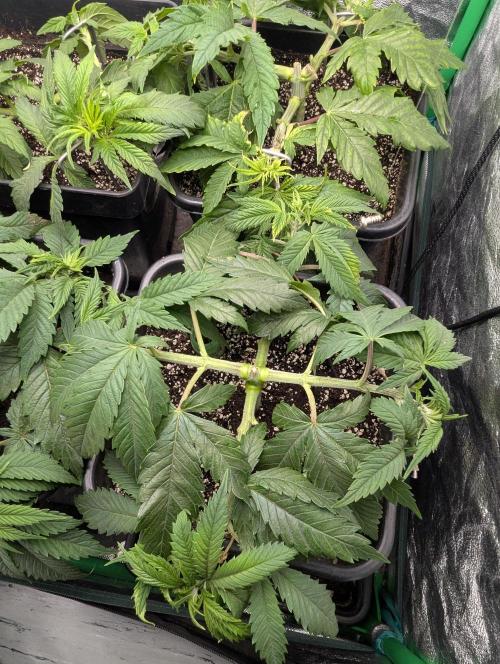 Laughing Buddha | 60x60 | Organic. Week 5