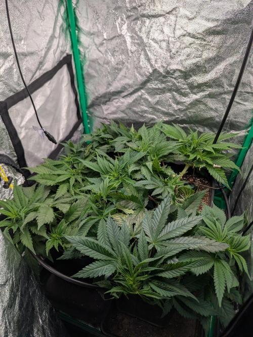 Laughing Buddha | 60x60 | Organic. Week 6