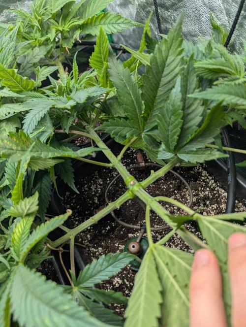 Laughing Buddha | 60x60 | Organic. Week 6