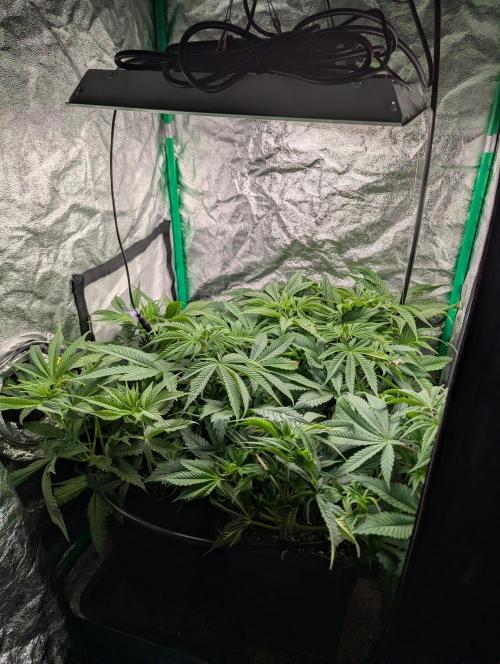 Laughing Buddha | 60x60 | Organic. Week 7