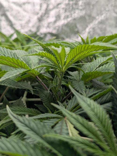 Laughing Buddha | 60x60 | Organic. Week 8