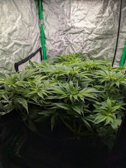 Laughing Buddha | 60x60 | Organic. Week 8