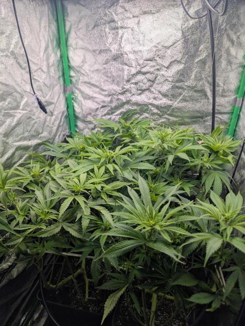 Laughing Buddha | 60x60 | Organic. Week 9