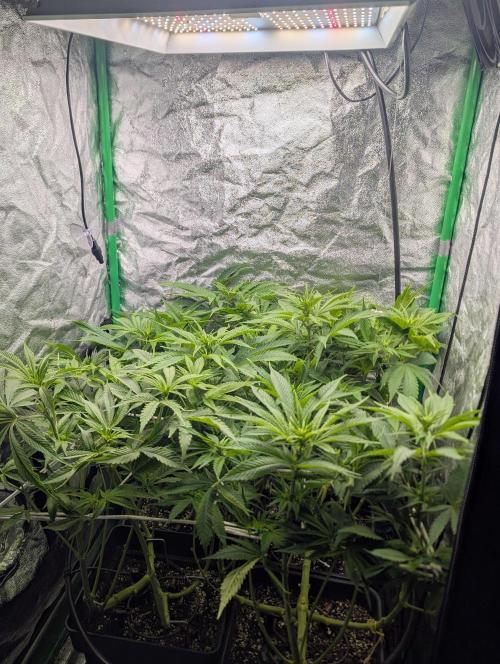 Laughing Buddha | 60x60 | Organic. Week 9