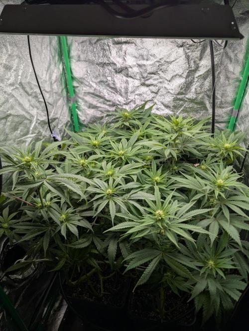 Laughing Buddha | 60x60 | Organic. Week 10