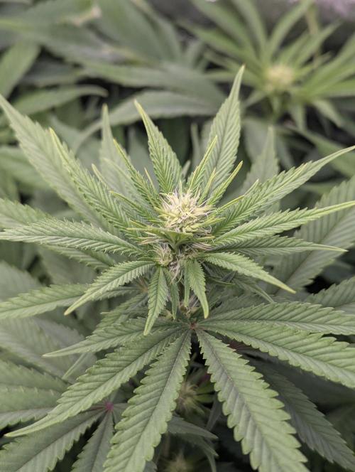 Laughing Buddha | 60x60 | Organic. Week 10