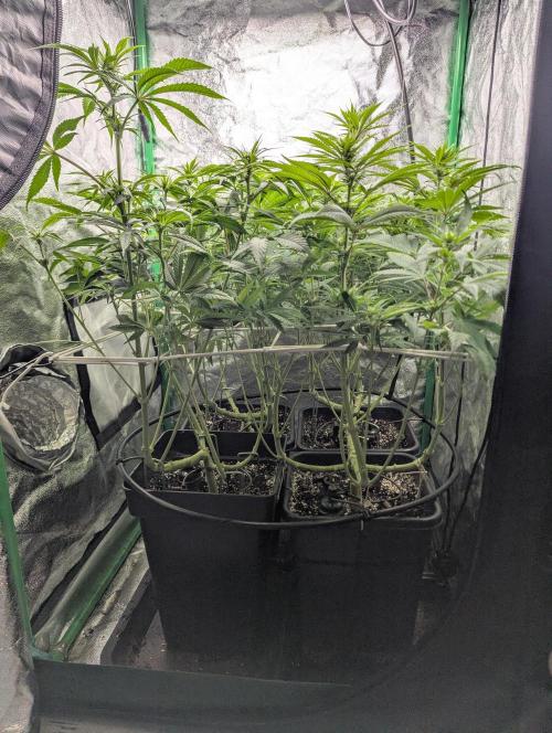 Laughing Buddha | 60x60 | Organic. Week 10