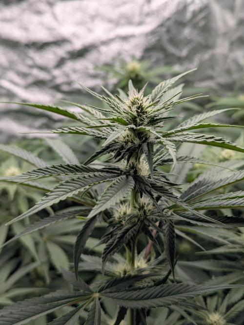 Laughing Buddha | 60x60 | Organic. Week 11