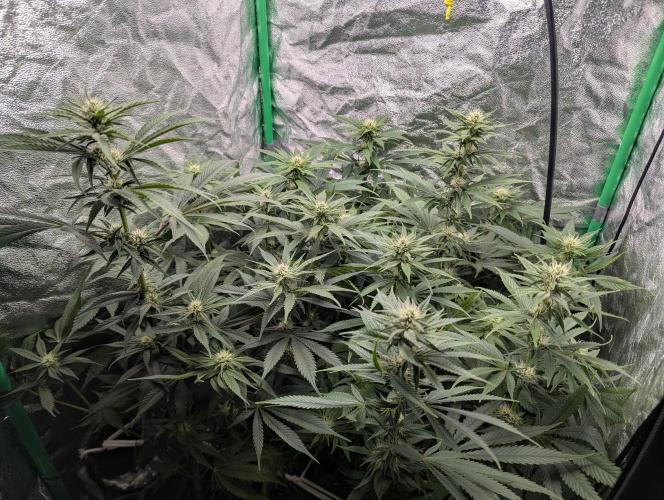 Laughing Buddha | 60x60 | Organic. Week 11