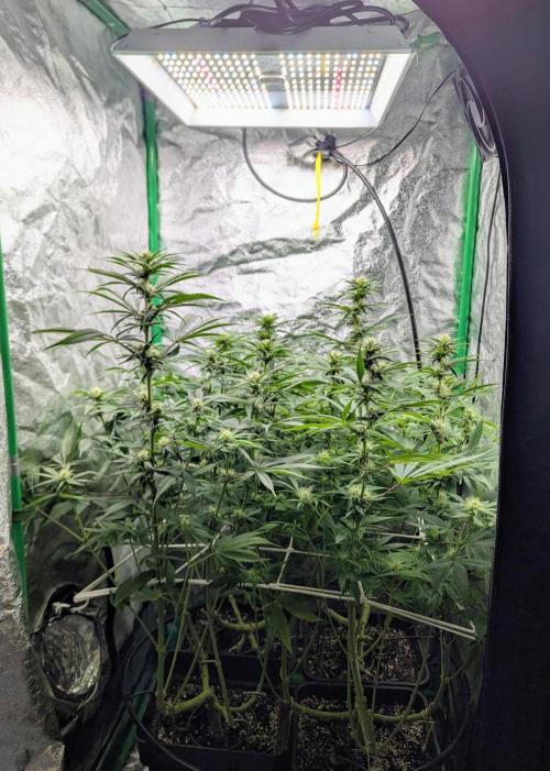 Laughing Buddha | 60x60 | Organic. Week 11