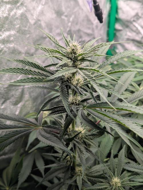 Laughing Buddha | 60x60 | Organic. Week 11