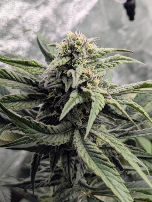 Laughing Buddha | 60x60 | Organic. Week 13