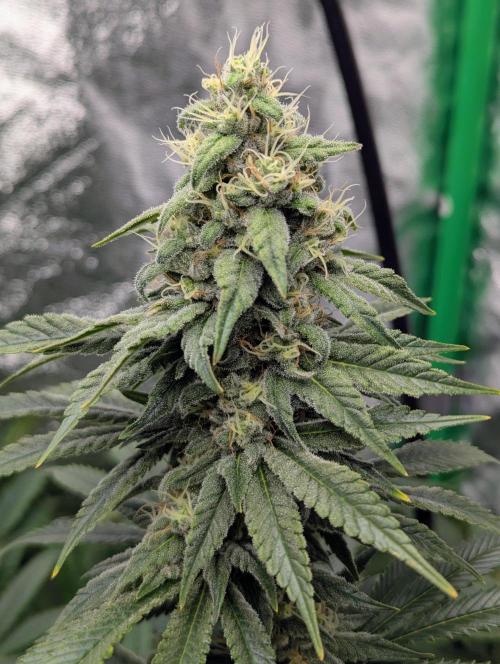 Laughing Buddha | 60x60 | Organic. Week 14