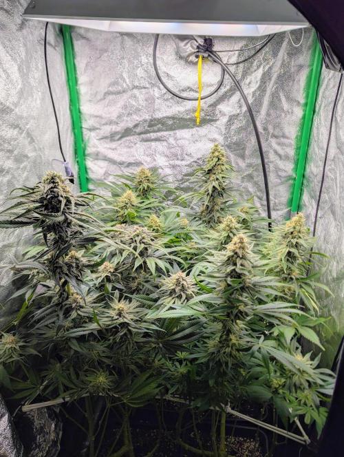 Laughing Buddha | 60x60 | Organic. Week 14