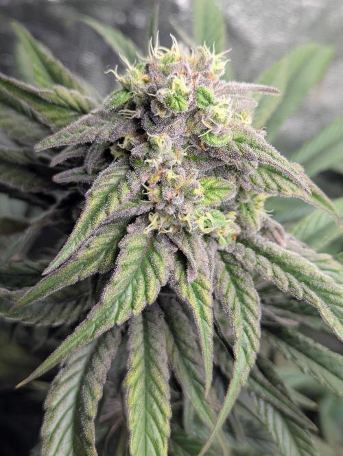 Laughing Buddha | 60x60 | Organic. Week 14