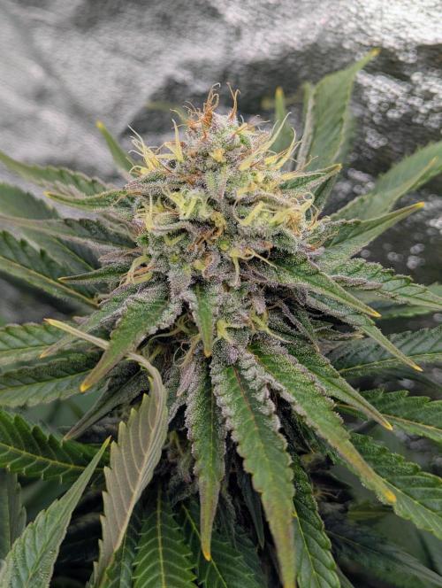 Laughing Buddha | 60x60 | Organic. Week 15