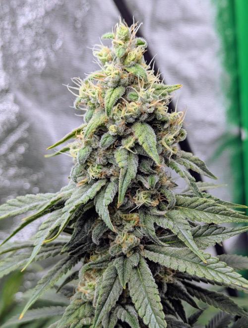 Laughing Buddha | 60x60 | Organic. Week 15
