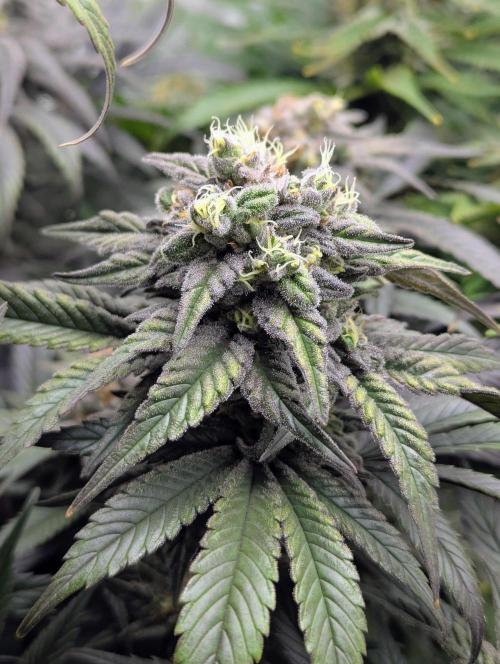 Laughing Buddha | 60x60 | Organic. Week 15