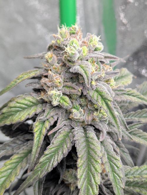 Laughing Buddha | 60x60 | Organic. Week 15