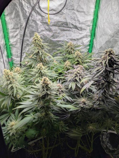 Laughing Buddha | 60x60 | Organic. Week 15