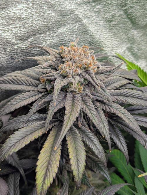 Laughing Buddha | 60x60 | Organic. Week 16
