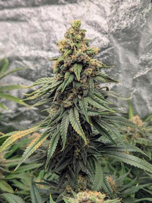 Laughing Buddha | 60x60 | Organic. Week 16