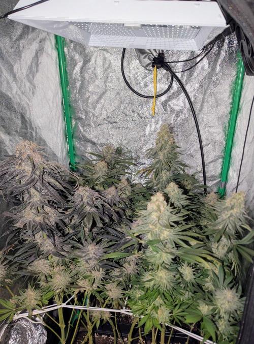 Laughing Buddha | 60x60 | Organic. Week 16