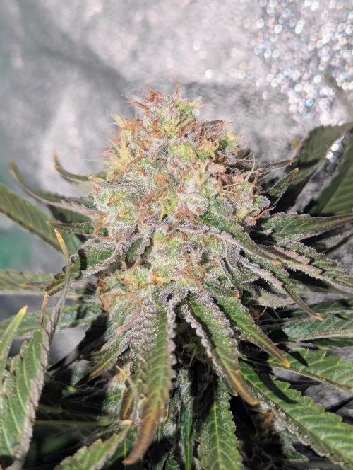 Laughing Buddha | 60x60 | Organic. Week 16