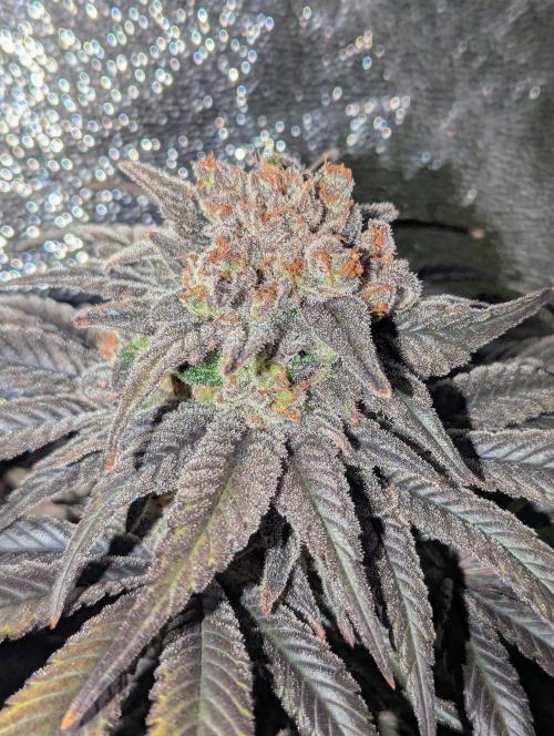 Laughing Buddha | 60x60 | Organic. Week 16