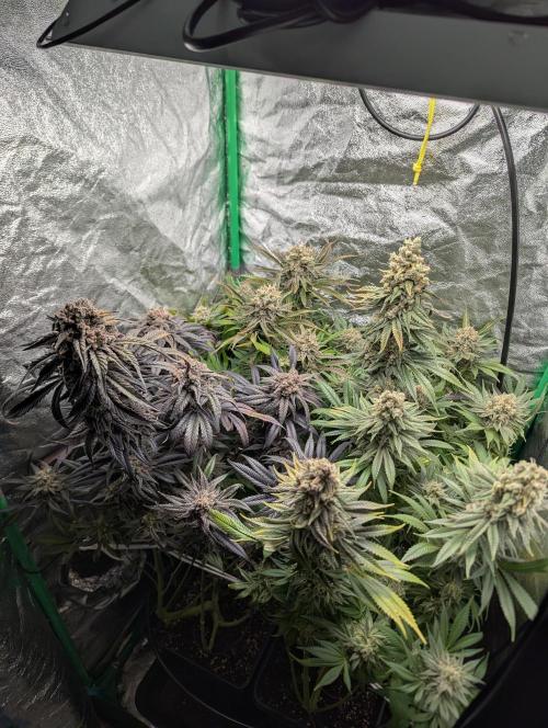 Laughing Buddha | 60x60 | Organic. Week 17
