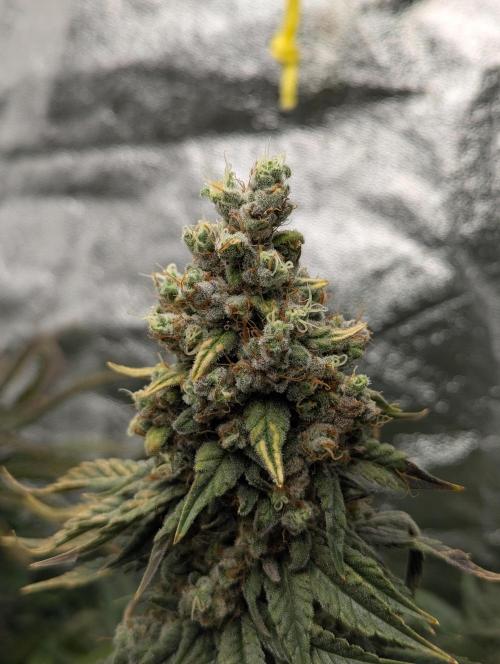 Laughing Buddha | 60x60 | Organic. Week 17