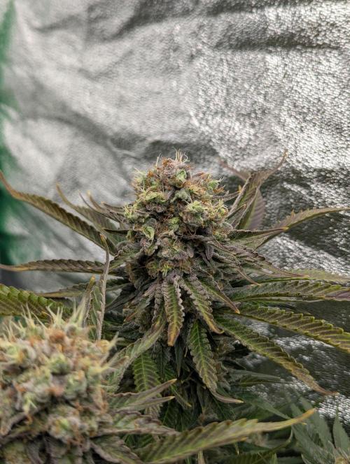 Laughing Buddha | 60x60 | Organic. Week 17