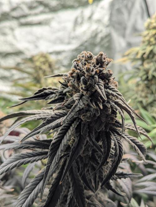 Laughing Buddha | 60x60 | Organic. Week 17