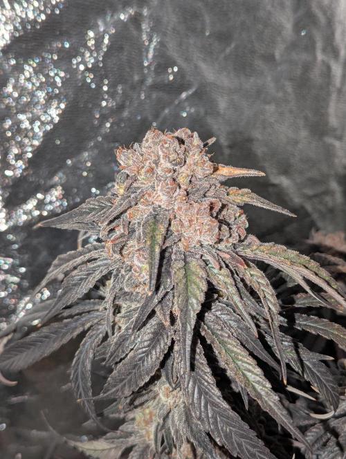 Laughing Buddha | 60x60 | Organic. Week 17