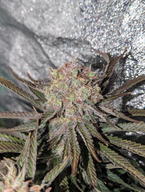 Laughing Buddha | 60x60 | Organic. Week 17