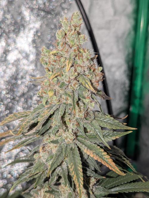 Laughing Buddha | 60x60 | Organic. Week 17