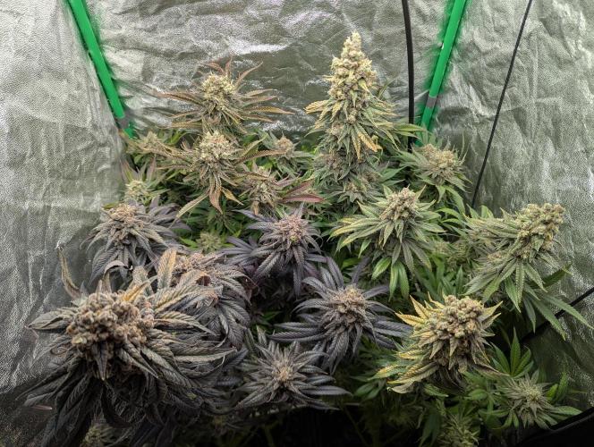 Laughing Buddha | 60x60 | Organic. Week 18