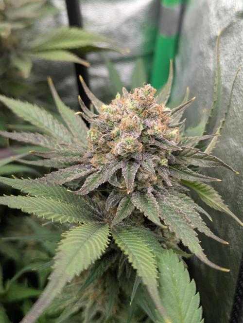 Laughing Buddha | 60x60 | Organic. Week 18