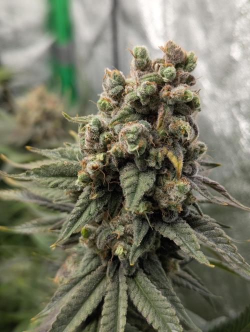 Laughing Buddha | 60x60 | Organic. Week 18