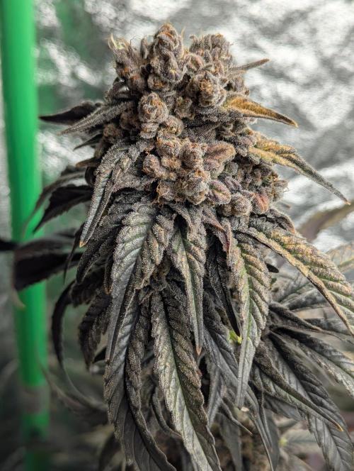 Laughing Buddha | 60x60 | Organic. Week 18