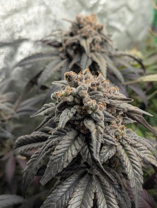 Laughing Buddha | 60x60 | Organic. Week 18