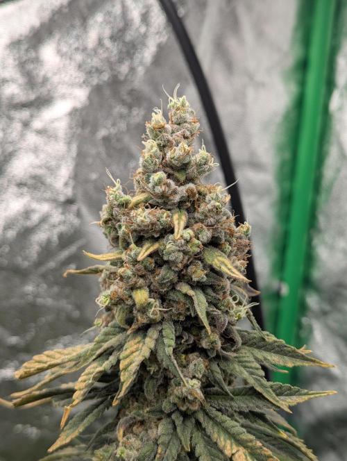 Laughing Buddha | 60x60 | Organic. Week 18