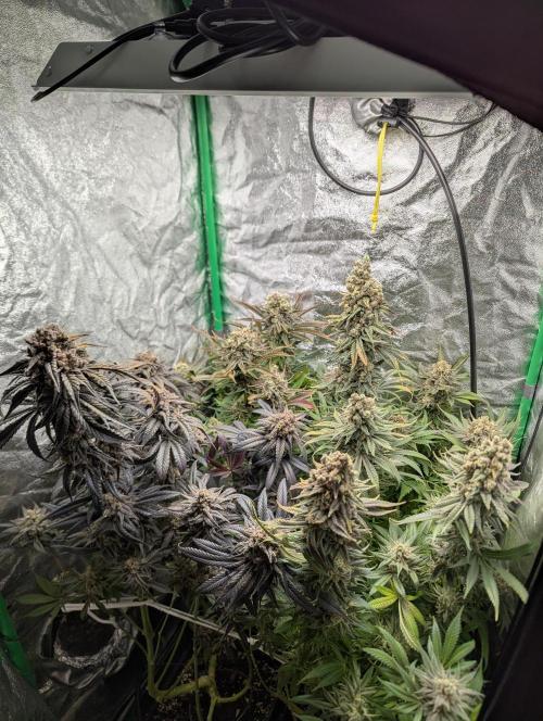 Laughing Buddha | 60x60 | Organic. Week 18