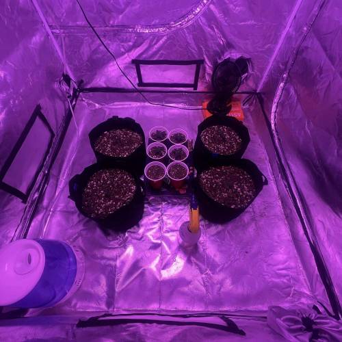 First grow with buddy . Week 3