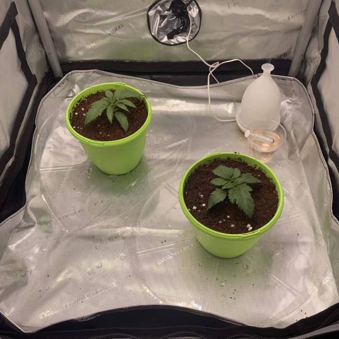 First Grow . Week 1