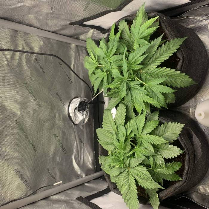 First Grow . Week 4