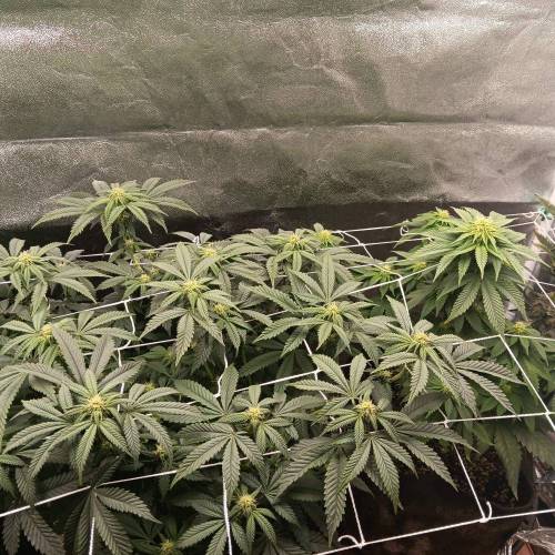 Middle of flower. Week 1 - Mid flower