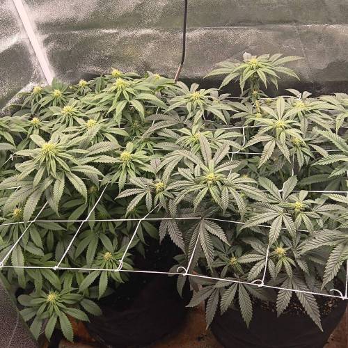 Middle of flower. Week 1 - Mid flower