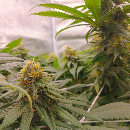 Middle of flower. Week 2 - Puna Buddaz 3