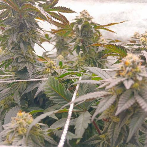 Middle of flower. Week 2 - Cheetah tha Hut 2